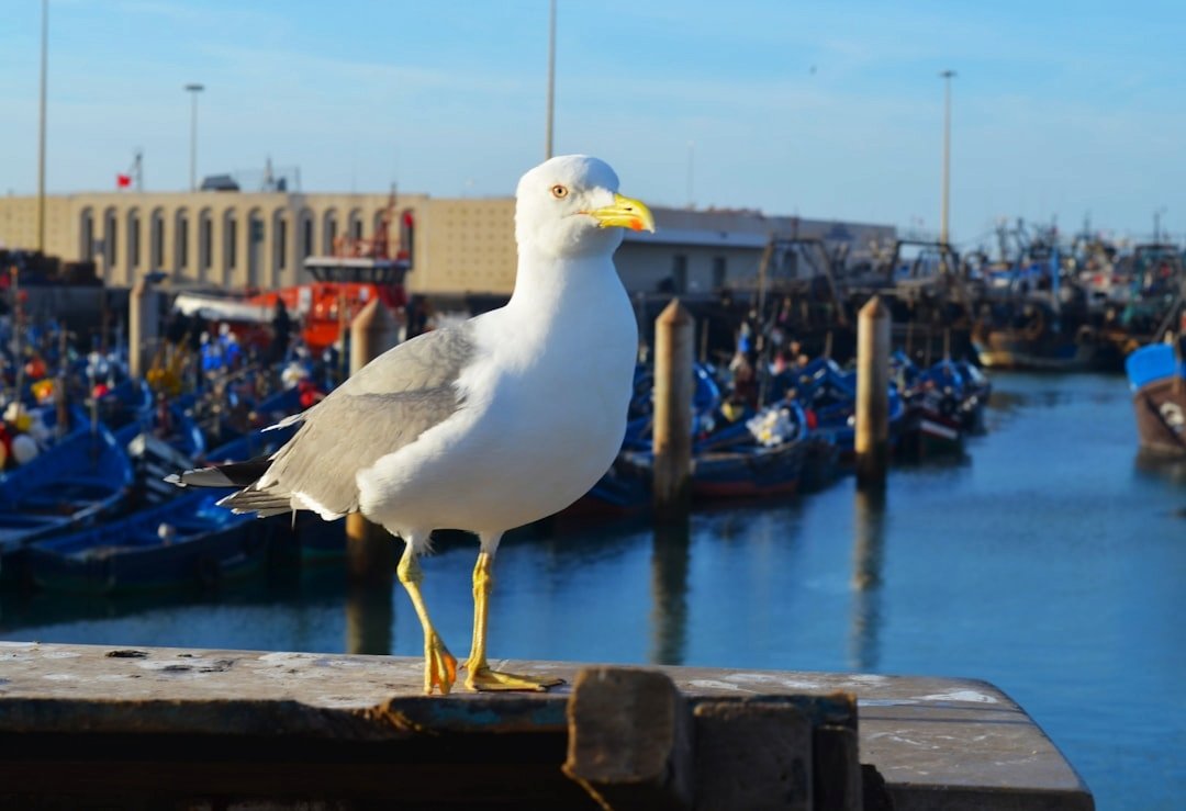 Private tour from Agadir to Essaouira on the Atlantic coast of Morocco
