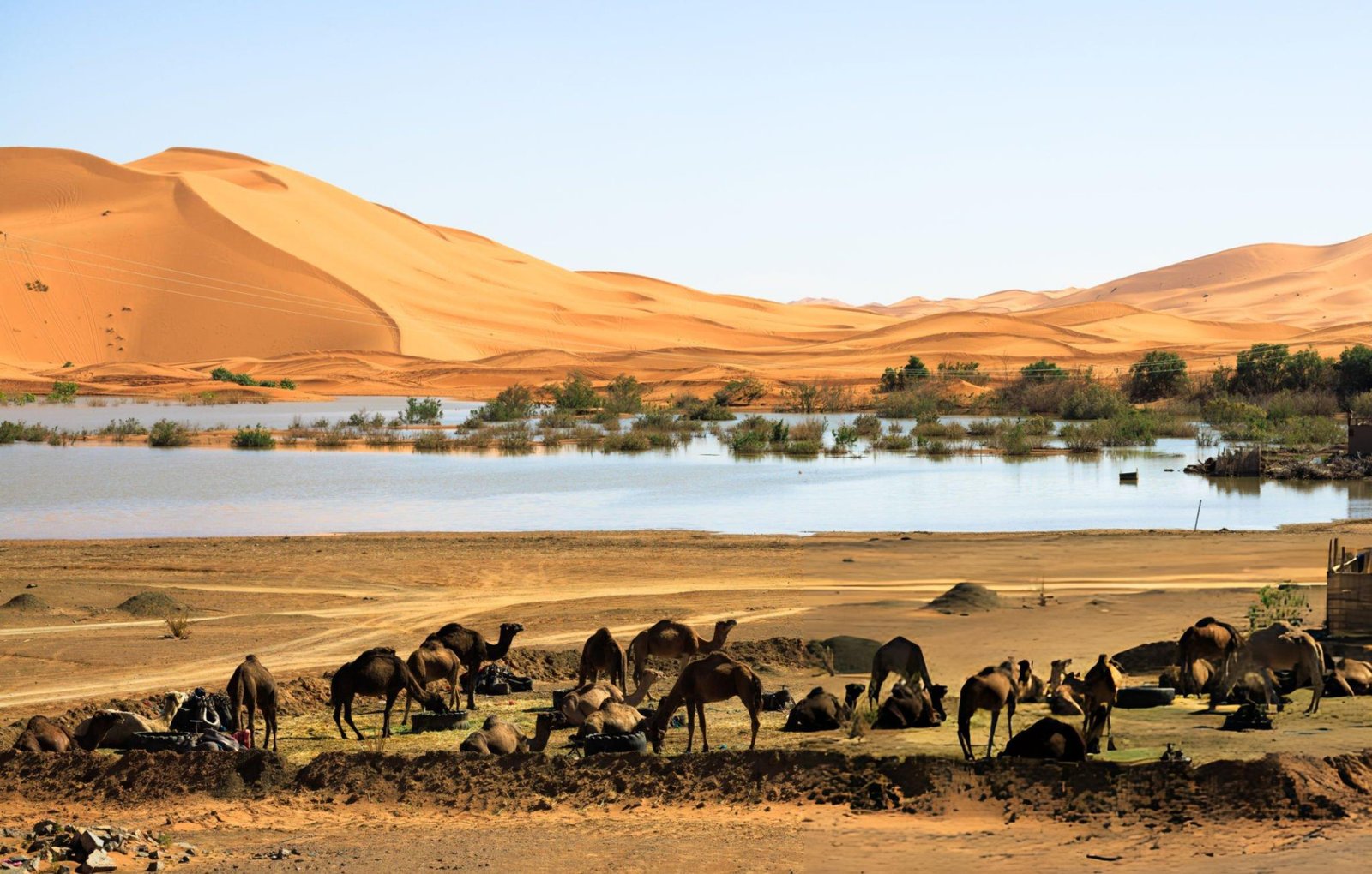 Camel trek in Merzouga Sahara desert Morocco